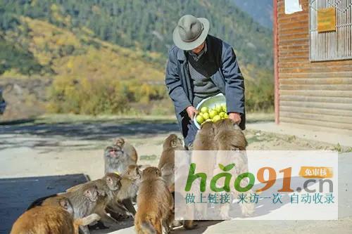 “四季如畫(huà)·工布江達(dá)”第二十二屆林芝桃花節(jié)專場(chǎng)4月3日啟幕