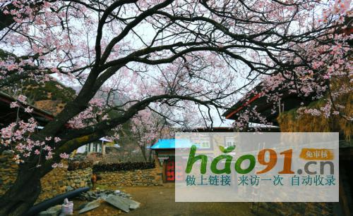 “四季如畫(huà)·工布江達(dá)”第二十二屆林芝桃花節(jié)專場(chǎng)4月3日啟幕