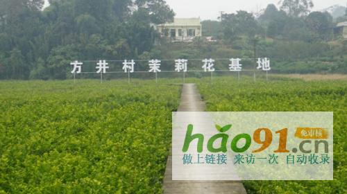 【鄉(xiāng)村振興】四川犍為：培塑“雁陣”“農(nóng)村家庭能人”領(lǐng)頭“高飛”