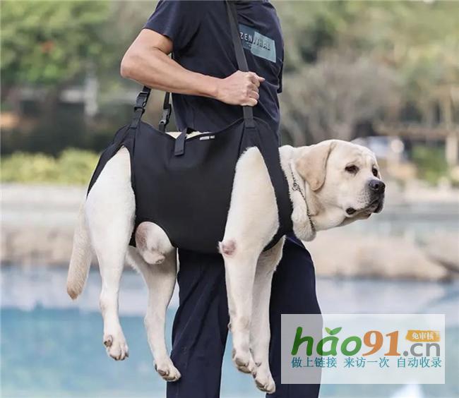 ?寵物老齡化趨勢明顯超3000萬只邁入老年“不愛吃包退”呵護老齡愛寵