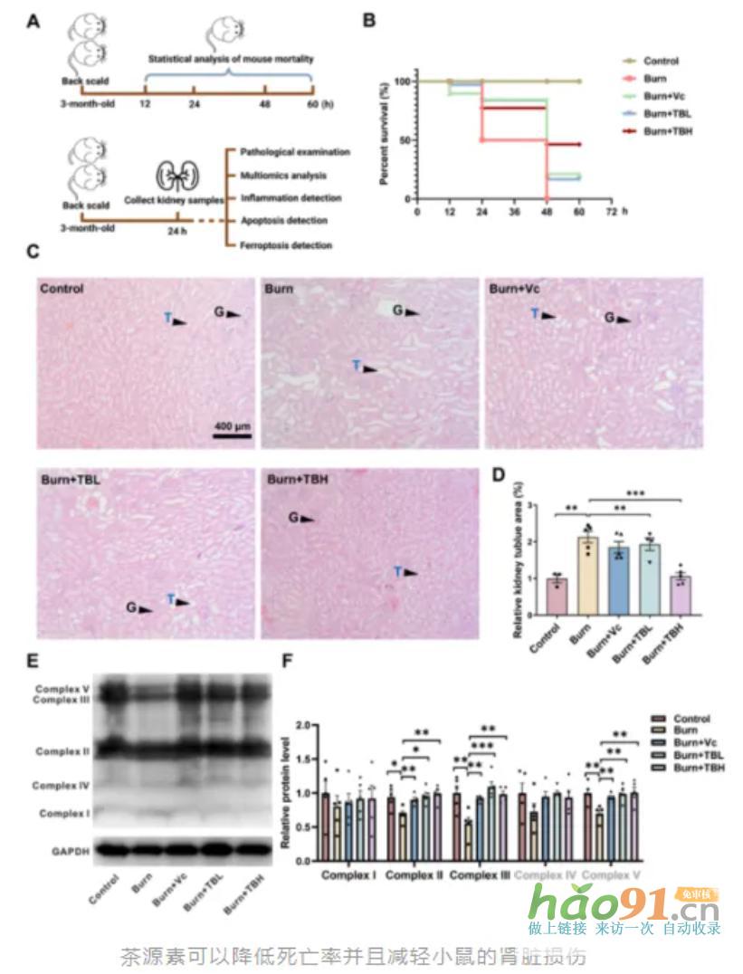 【科研速報】荷蓬茶源素通過代謝調(diào)控實現(xiàn)多維度腎臟保護