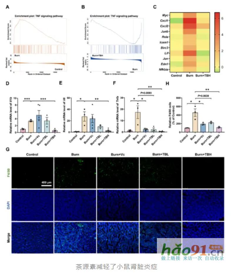 【科研速報】荷蓬茶源素通過代謝調(diào)控實現(xiàn)多維度腎臟保護