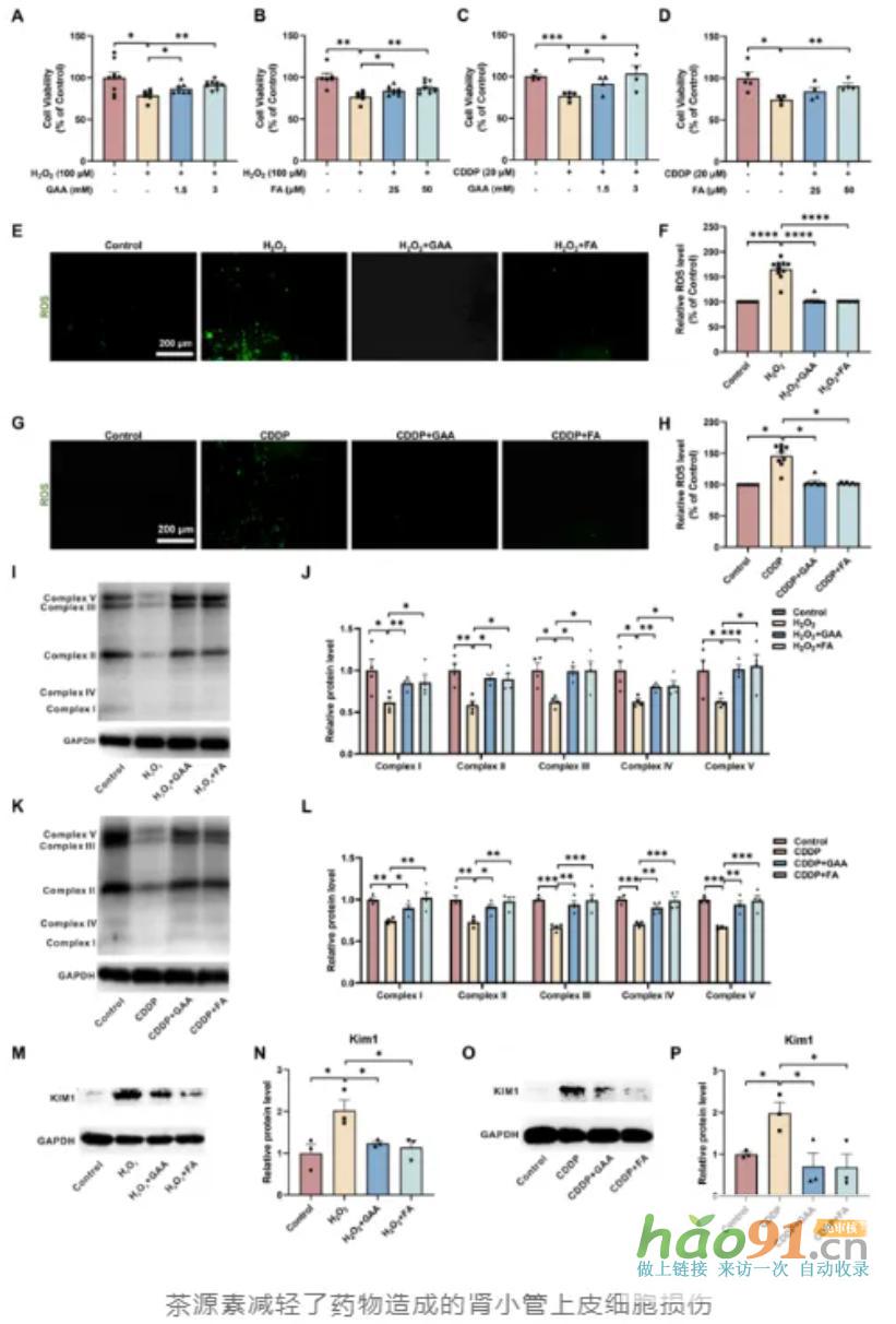 【科研速報】荷蓬茶源素通過代謝調(diào)控實現(xiàn)多維度腎臟保護