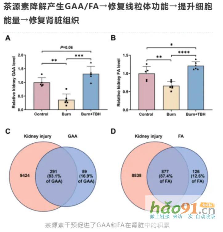 【科研速報】荷蓬茶源素通過代謝調(diào)控實現(xiàn)多維度腎臟保護