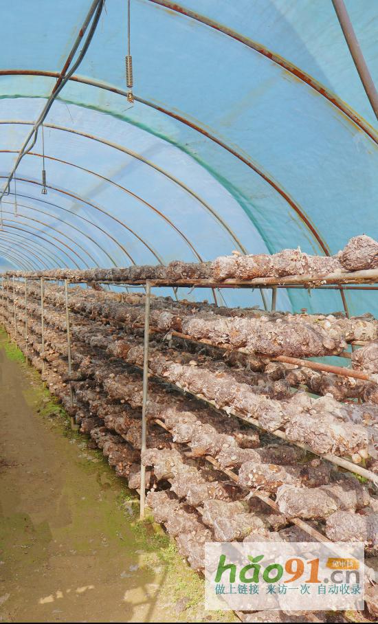 撥動(dòng)鄉(xiāng)土心弦唱響振興之歌