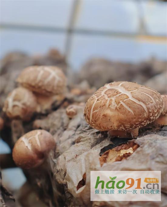 撥動(dòng)鄉(xiāng)土心弦唱響振興之歌