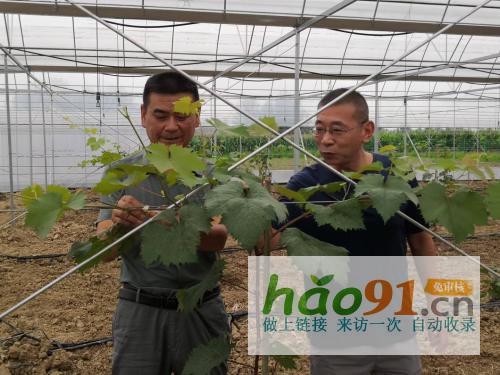 湖北隨州：葡萄架下迎豐年
