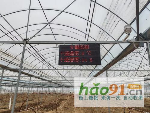 湖北隨州：葡萄架下迎豐年