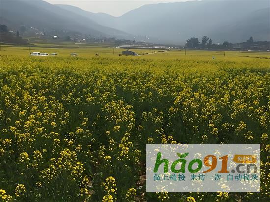 中國(guó)西南新聞網(wǎng)：米易縣現(xiàn)代農(nóng)業(yè)創(chuàng)新突破，農(nóng)資改革助力發(fā)展