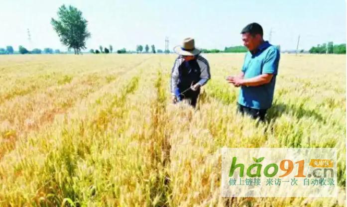 河北石家莊：種業振興行動繪就現代農業豐收新畫卷