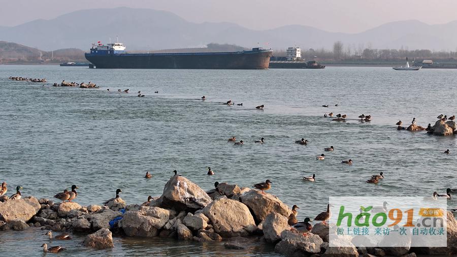 安徽蕪湖：生態(tài)長江候鳥樂園