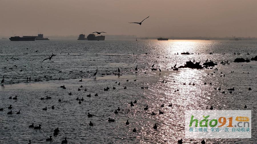 蕪湖:長江候鳥樂園