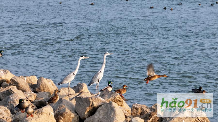蕪湖:長江候鳥樂園