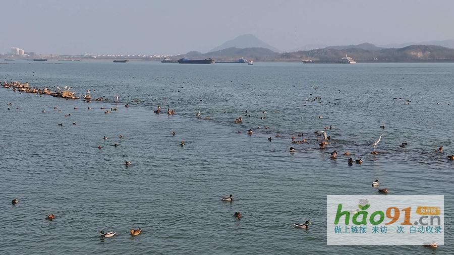 蕪湖:長江候鳥樂園