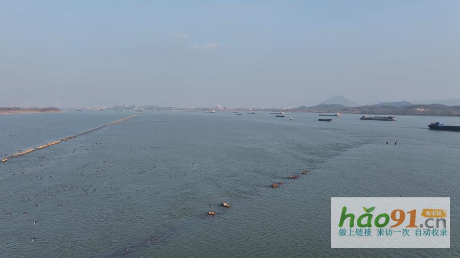 蕪湖:長江候鳥樂園