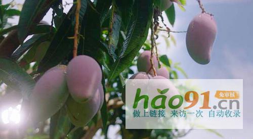 從中華特色館到蘇寧拼購90后芒果銷售“老司機”是這樣煉成的